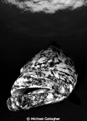 Bold Potato Cod, Cod Hole, Great Barrier Reef by Michael Gallagher 